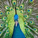 slides/IMG_1897.jpg peacock, peafowl, bird, wildlife, unfurling, displaying, opening, wheel, train, plumage, display, feather, colour, bird park, kuala lumpur, malaysia SEAK16 - Peacock, Bird Park, Kuala Lumpur, Malaysia